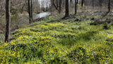 Ganargua Creek in Macedon, NY